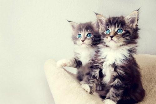 娱乐吃瓜酱大猫咪,揭秘娱乐圈背后的喵星人故事