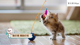 娱乐吃瓜酱大猫咪,揭秘娱乐圈背后的喵星人故事