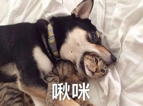 娱乐吃瓜酱二哈,揭秘娱乐圈那些不为人知的幕后故事