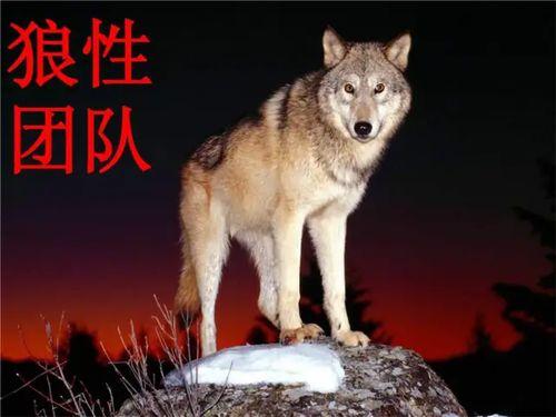 娱乐吃瓜酱狼性,揭秘娱乐圈背后的真实故事