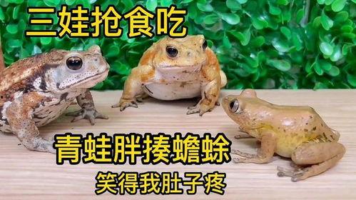娱乐吃瓜大蛤蟆