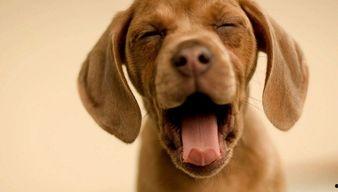 娱乐吃瓜酱送小狗,暖心情怀传递爱心瞬间