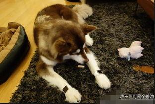 娱乐吃瓜酱送小狗,暖心情怀传递爱心瞬间