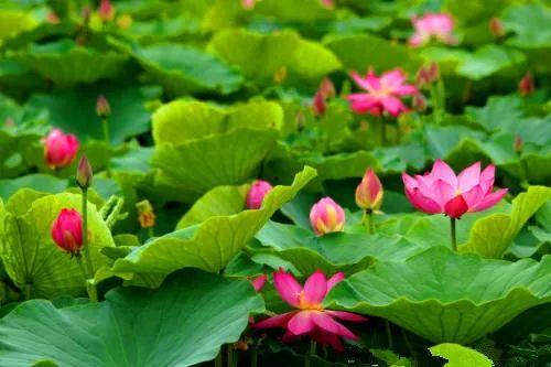 娱乐吃瓜君白莲花