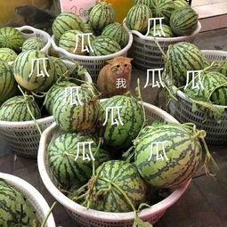 可云娱乐吃瓜,揭秘娱乐圈的“吃瓜”盛宴